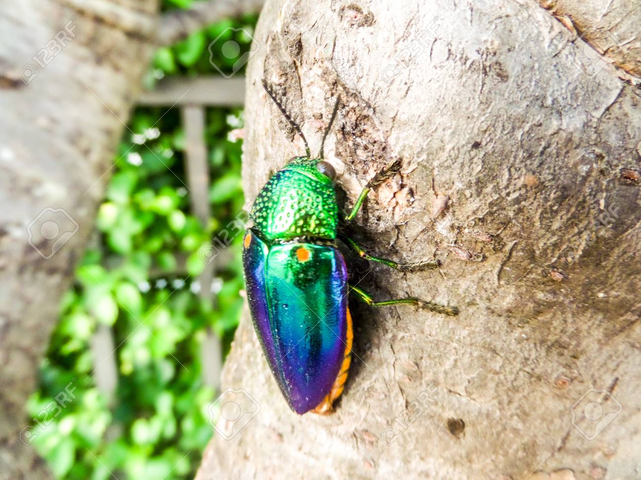 ❇虹の石♎タマムシの森☘️宝石♊ポンカーン♉レクライ⭐️星空♐オーロラ✨️ ❇虹の石♎タマムシの森☘️宝石♊ポンカーン♉レクライ⭐️星空