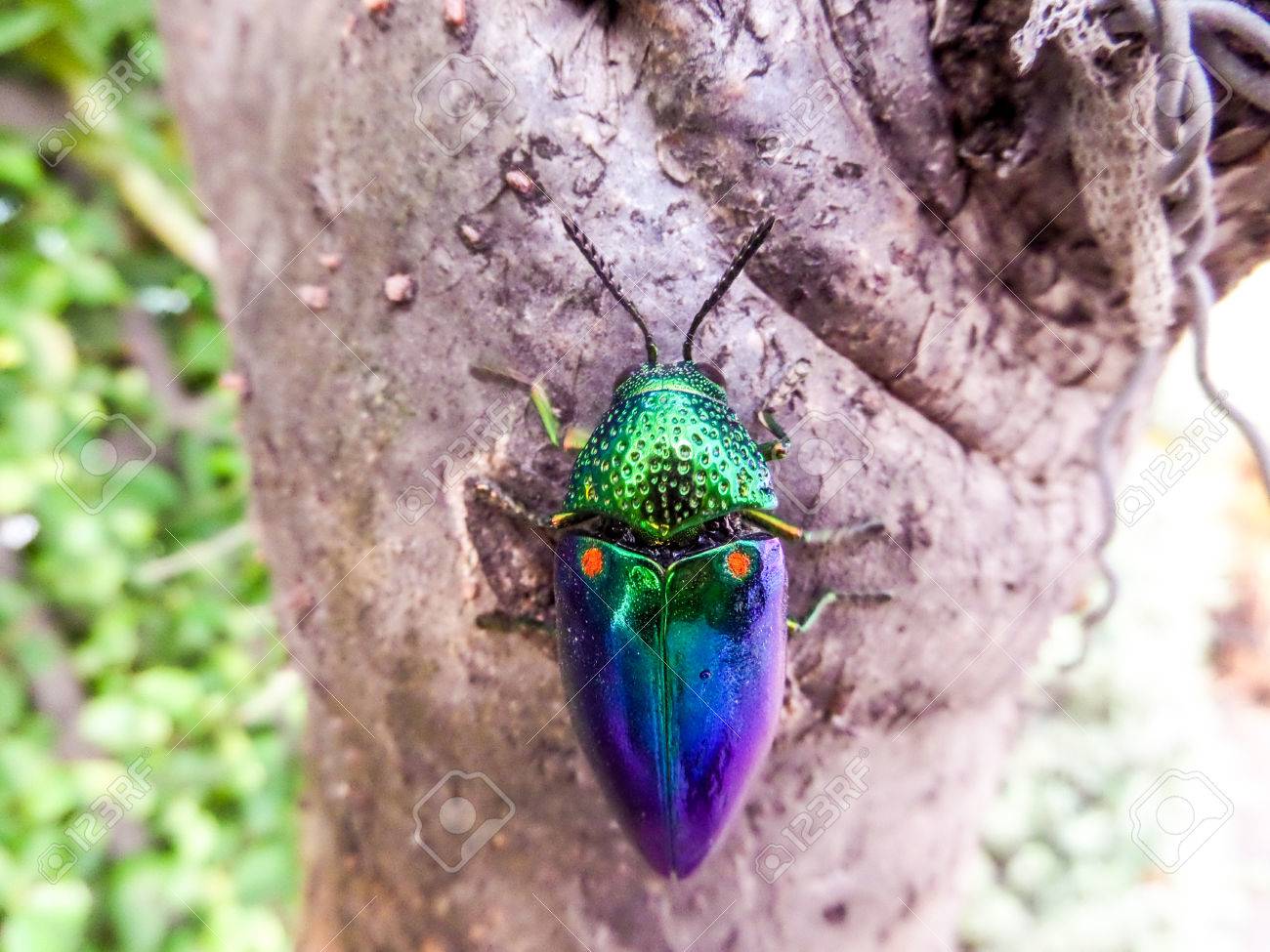 タマムシは、光沢のある虹色のため宝石のカブトムシとして知られている