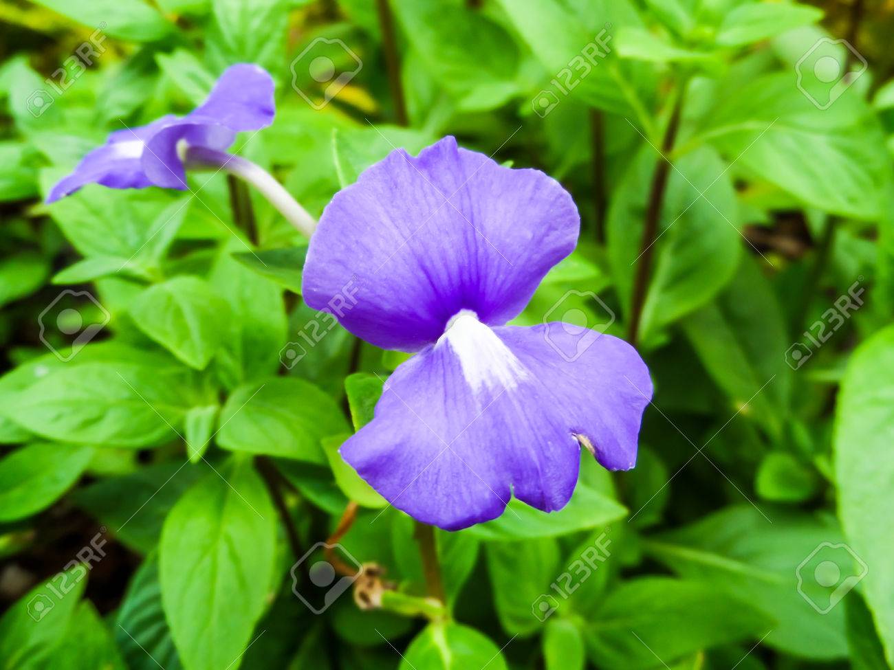 Otacanthus Caeruleus 紫白の花 タイの名前を呼び出すブルー ハワイ の写真素材 画像素材 Image Otacanthus Caeruleus 紫白の花 タイの名前を呼び出すブルー ハワイ の写真素材 画像素材 Image