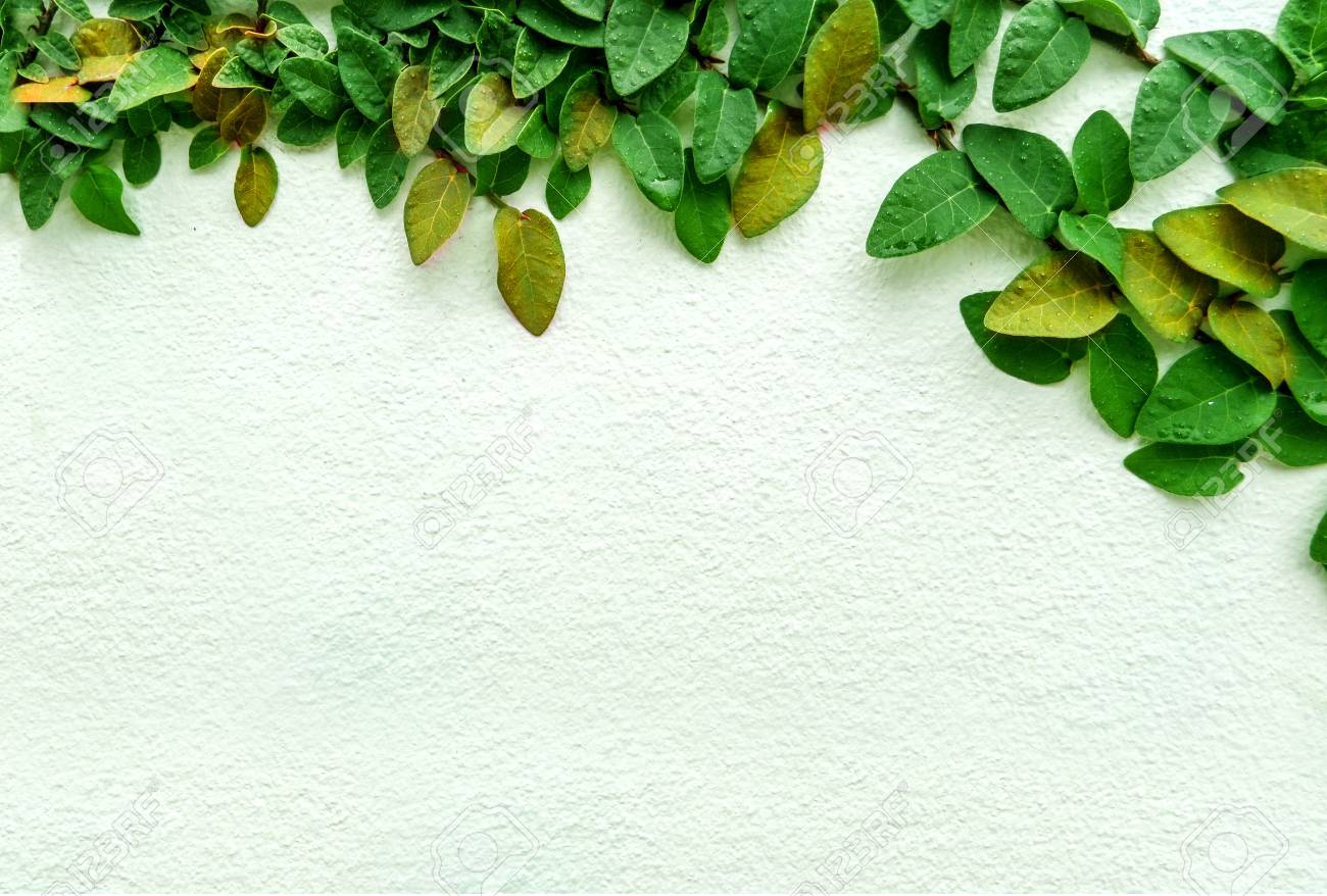 Grüne Blatt Grenze, Isolat Der Pflanze An Der Wand Im Garten ... Grüne Blatt Grenze, Isolat Der Pflanze An Der Wand Im Garten ...