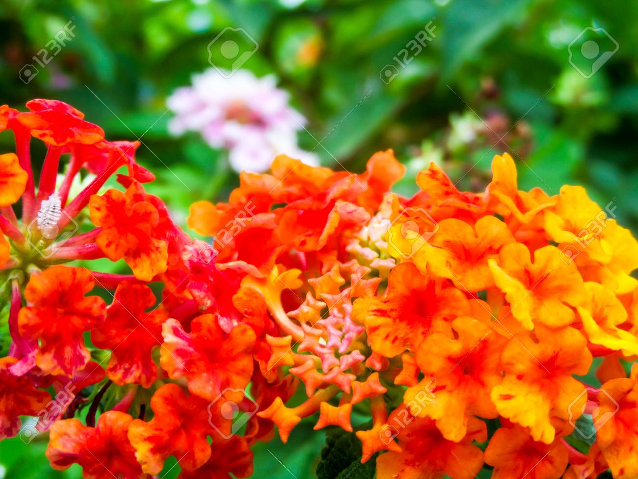 Lantana Rouge Orange Jaune Ton Coloré Beauté Fleur Dans Le Jardin
