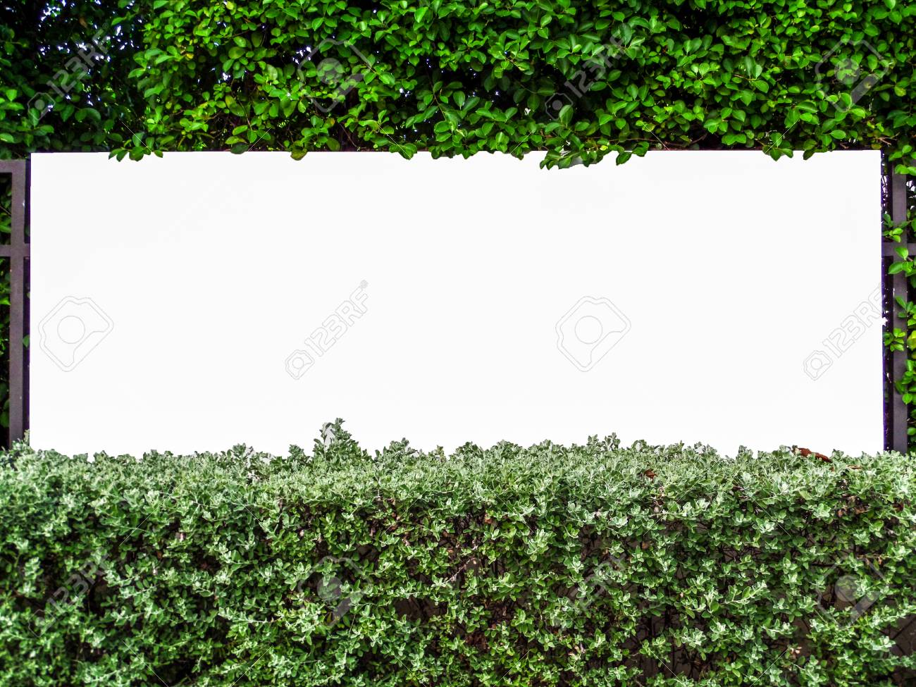 Cerca De Hormigon En El Jardin De La Naturaleza Con La Planta De