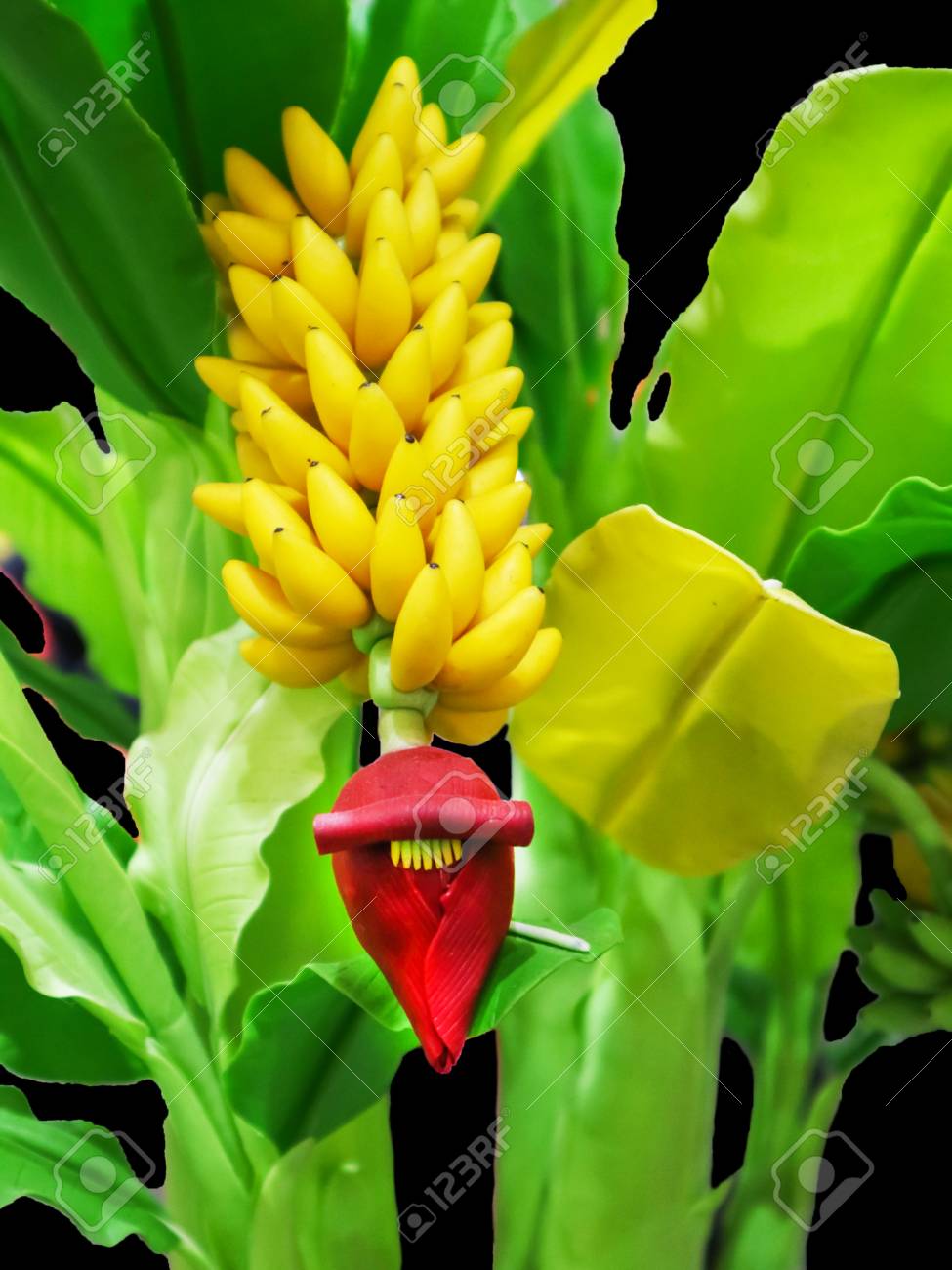 photo Cavendish Banana Tree cavendish banana tree hand craft made by japan clay isolated