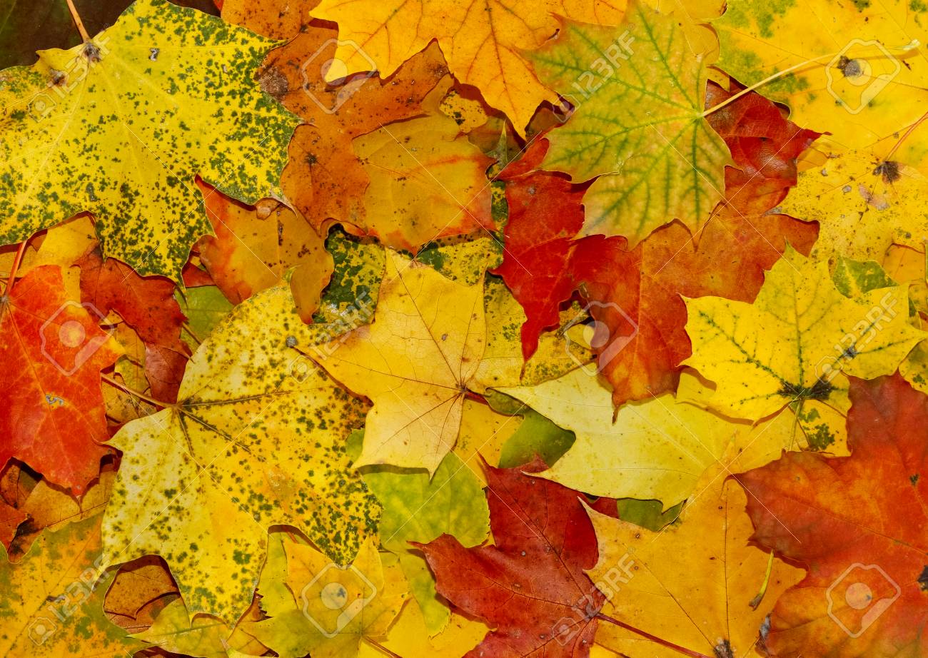 bright and colorful background made of fallen autumn leaves stock