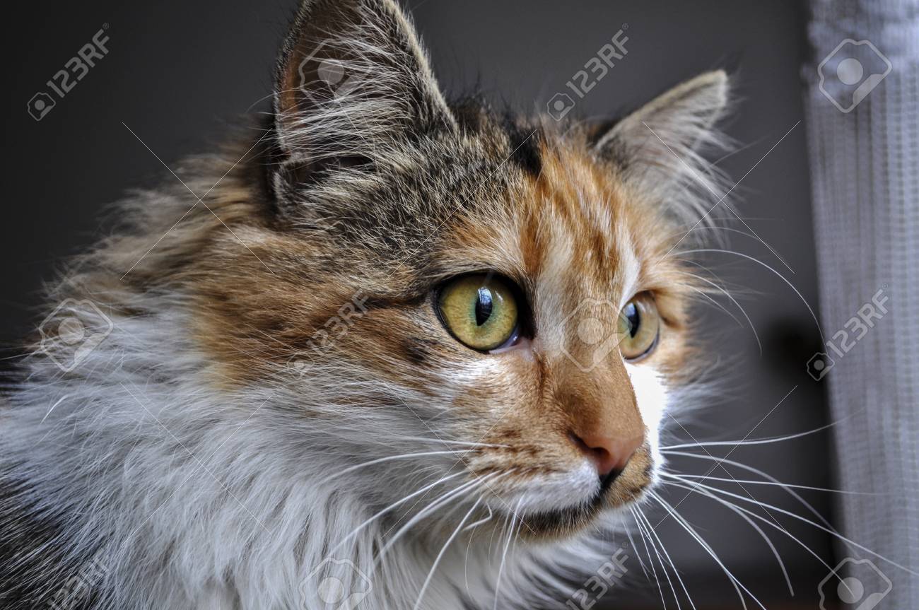 etiam-dictum-ipsum-a-felis