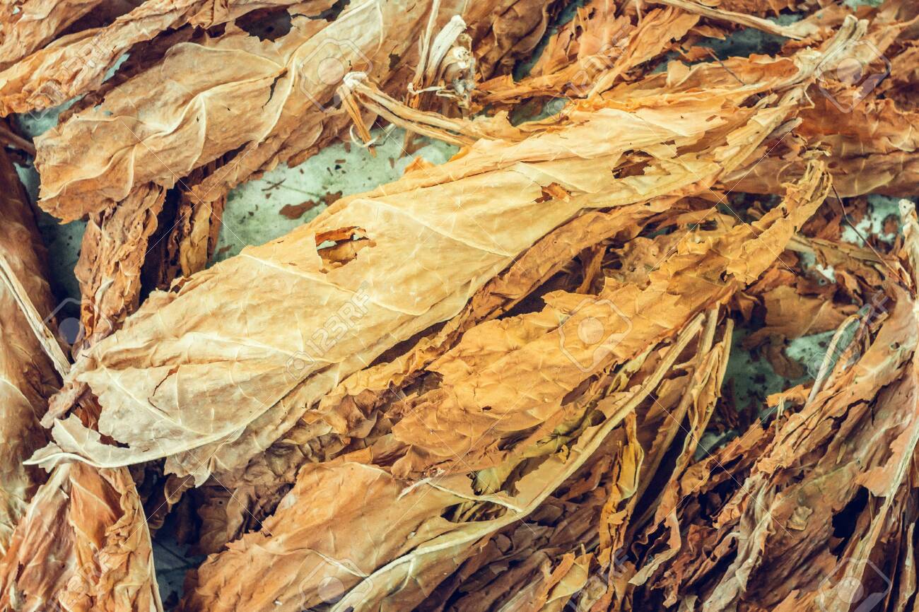 Dry Tobacco Leaves Drying Tobacco Leaf Tobacco Production Bright
