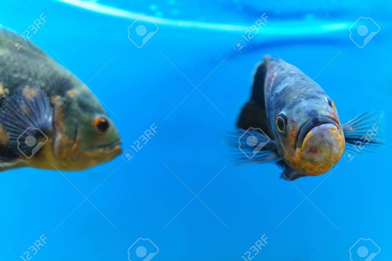 Astronotus Cichlid Or An Oscar Fish From The Amazon Basin Aquariums Stock Photo Picture And Royalty Free Image Image