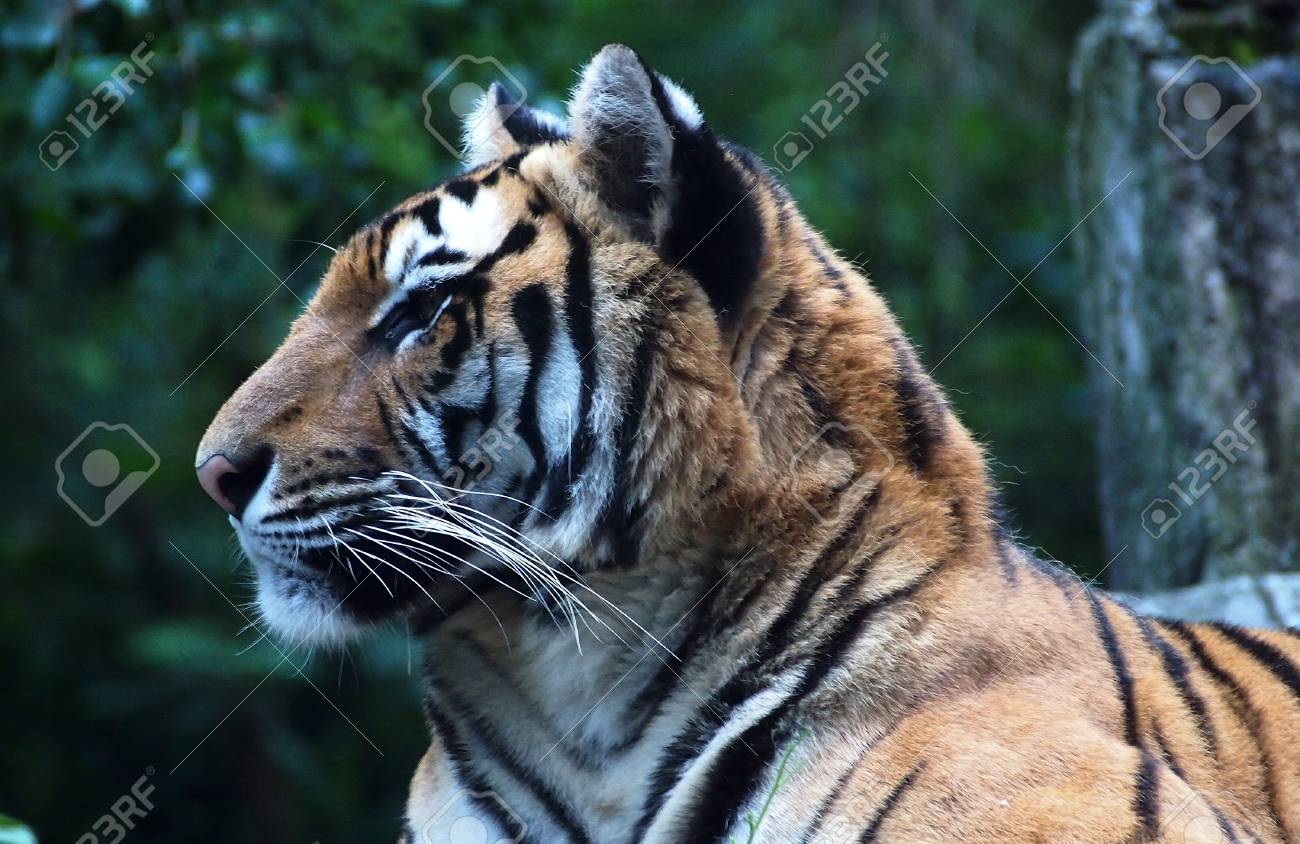 etiam-dictum-ipsum-a-felis