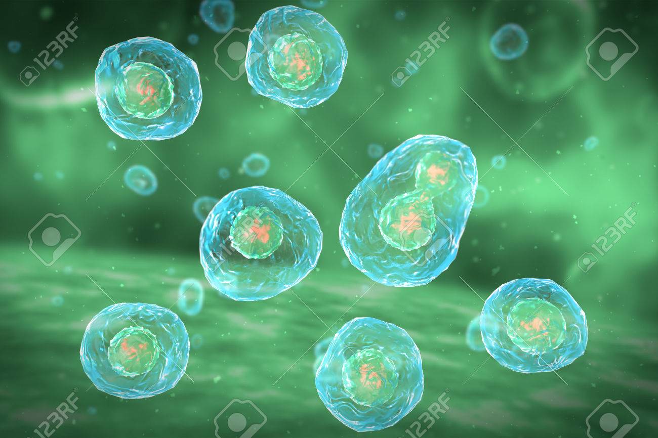 Cell Division Stages of Mitosis - 42935367 Cell Division Stages of Mitosis - 42935367