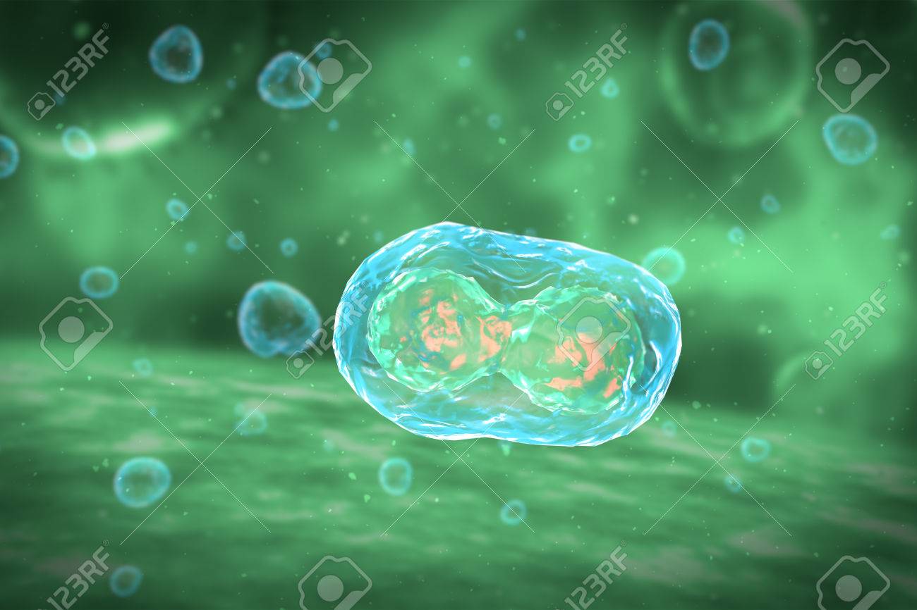 Cell Division Stages of Mitosis - 42935849 Cell Division Stages of Mitosis - 42935849