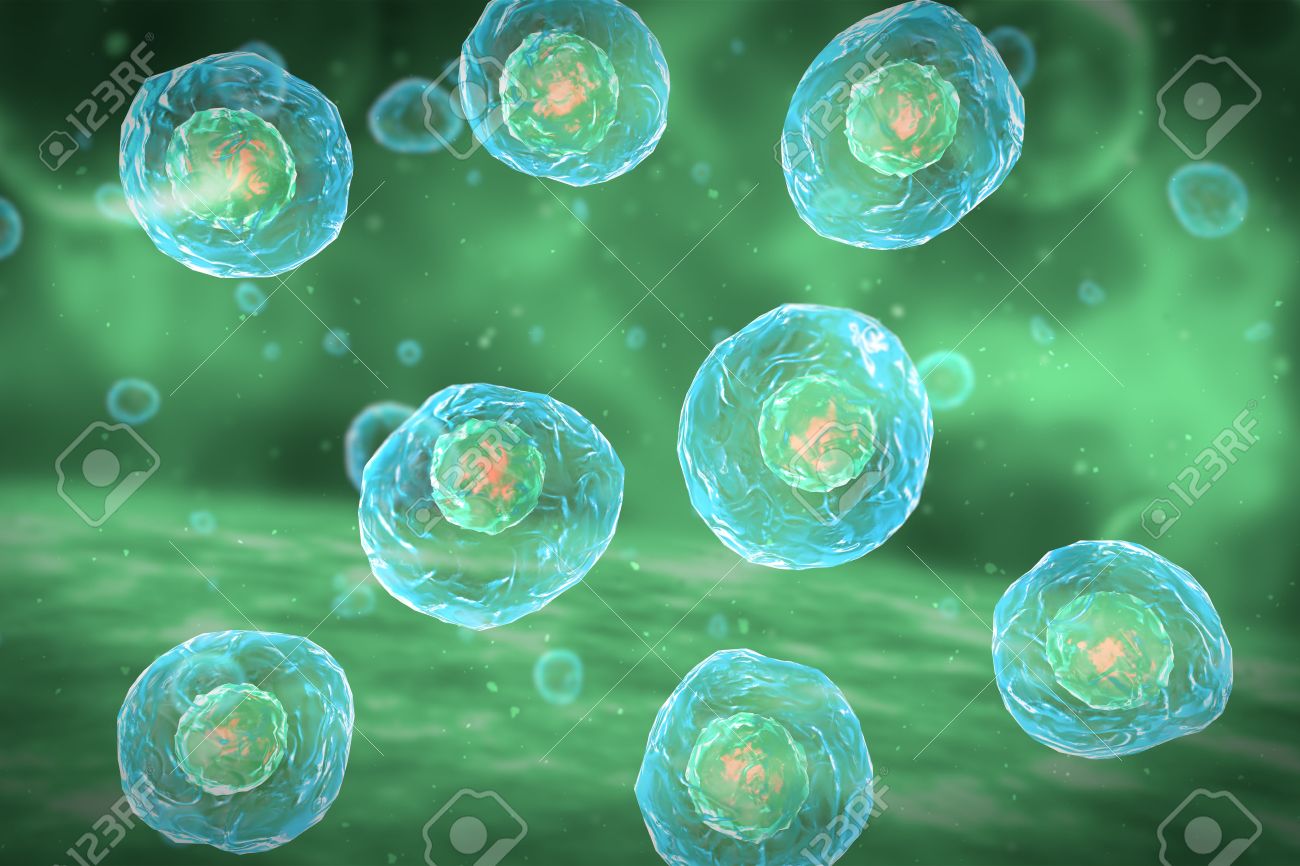 Cell Division Stages of Mitosis - 43040922 Cell Division Stages of Mitosis - 43040922