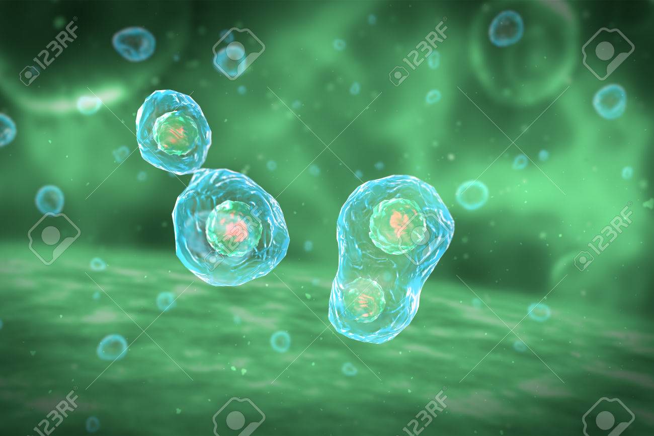 Cell Division Stages of Mitosis - 43040925 Cell Division Stages of Mitosis - 43040925