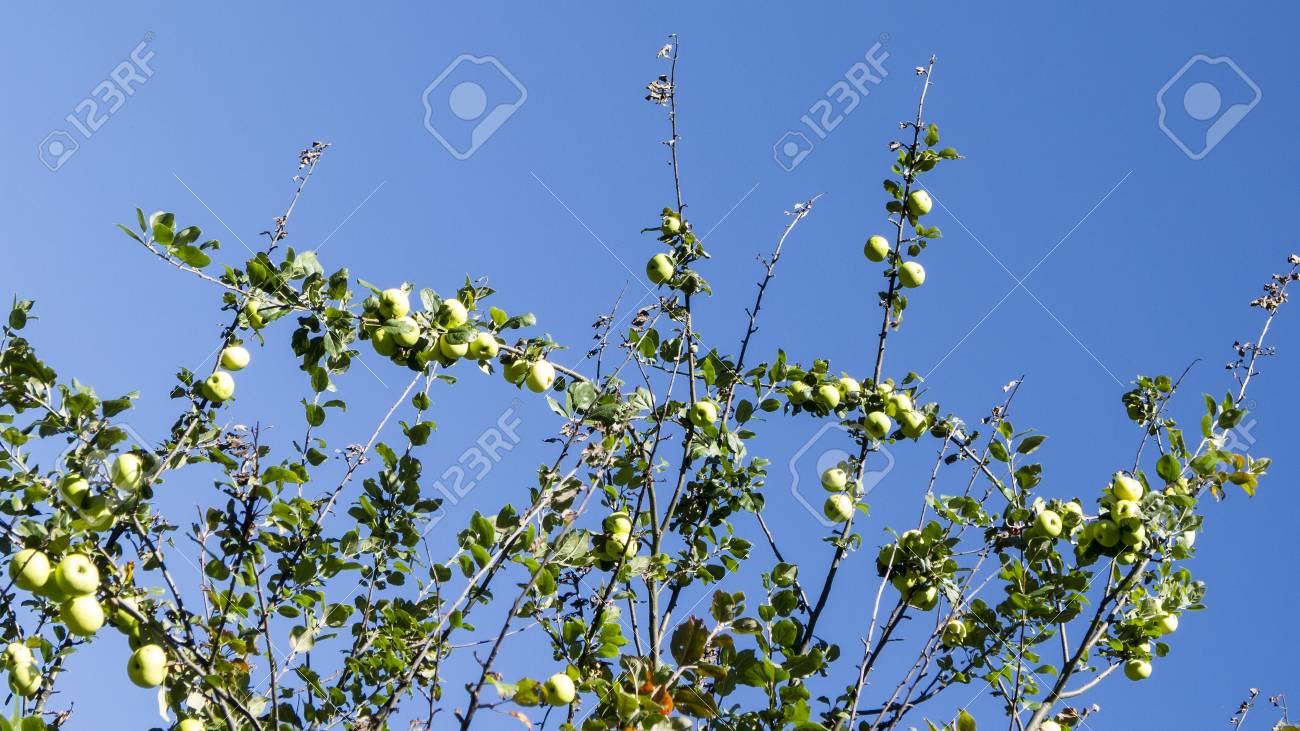 Green apples on a tree. Apple tree - 97243644 Green apples on a tree. Apple tree - 97243644