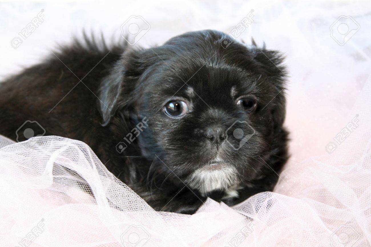 Adorable Shih Tzu Puppy Shot On A Light Pink Background Stock