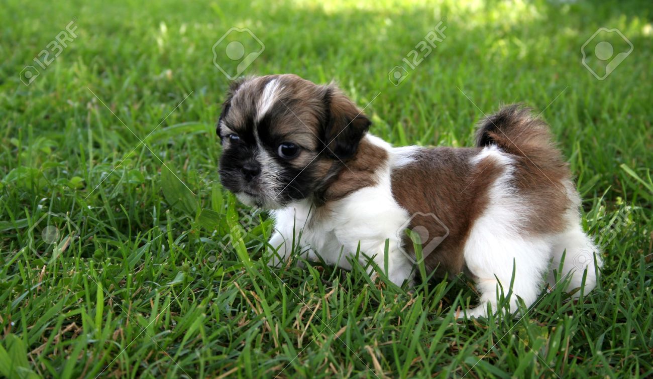 Shih Tzu Puppy Playing Outside And Surrounded By Grass Room