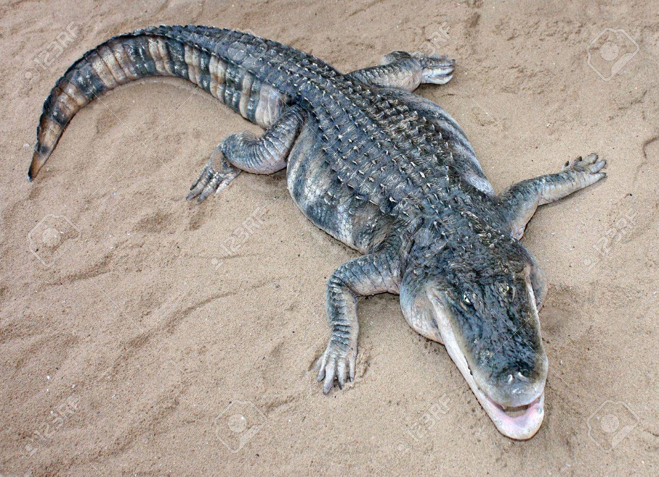 砂のベッドでワニのフルサイズ モデル。の写真素材・画像素材