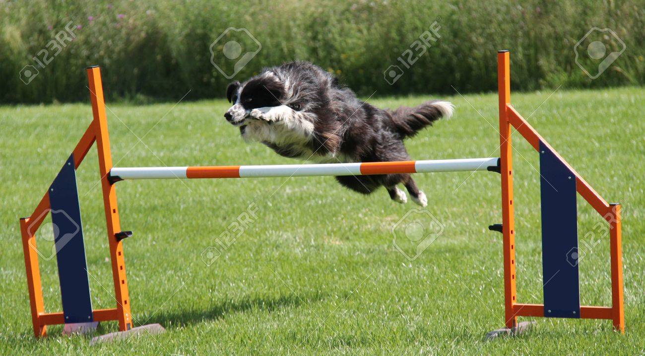 dog obstacle race