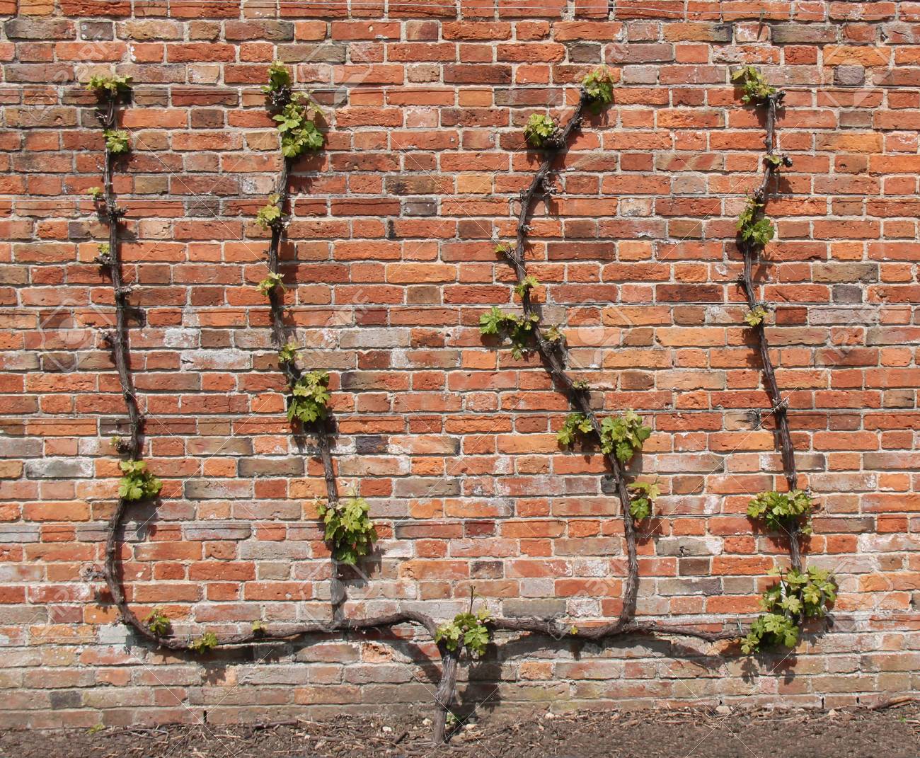 A Shaped Grape Vine Growing On A Brick Garden Wall. Stock Photo