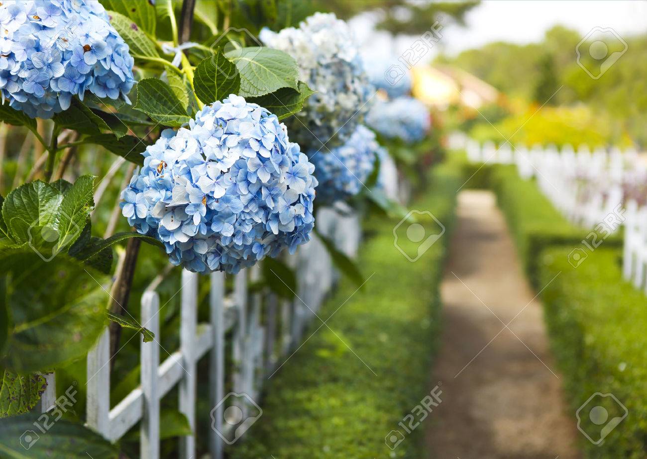 Blue Hydrangea flower (Hydrangea macrophylla) in a garden. Close-up. Copy space - 68924106 Blue Hydrangea flower (Hydrangea macrophylla) in a garden. Close-up. Copy space - 68924106