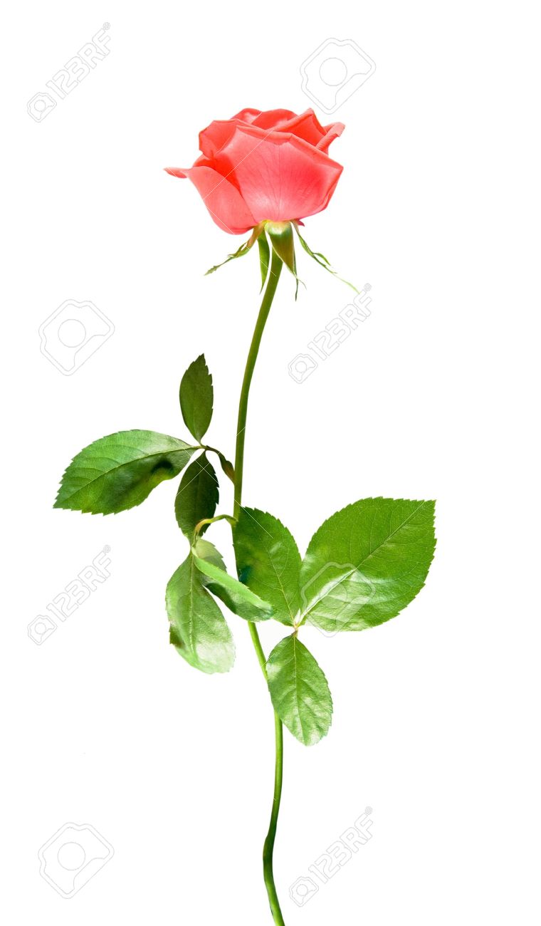 Red One Rose With Green Leaf On White Background Isolated Over Stock Photo Picture And Royalty Free Image Image