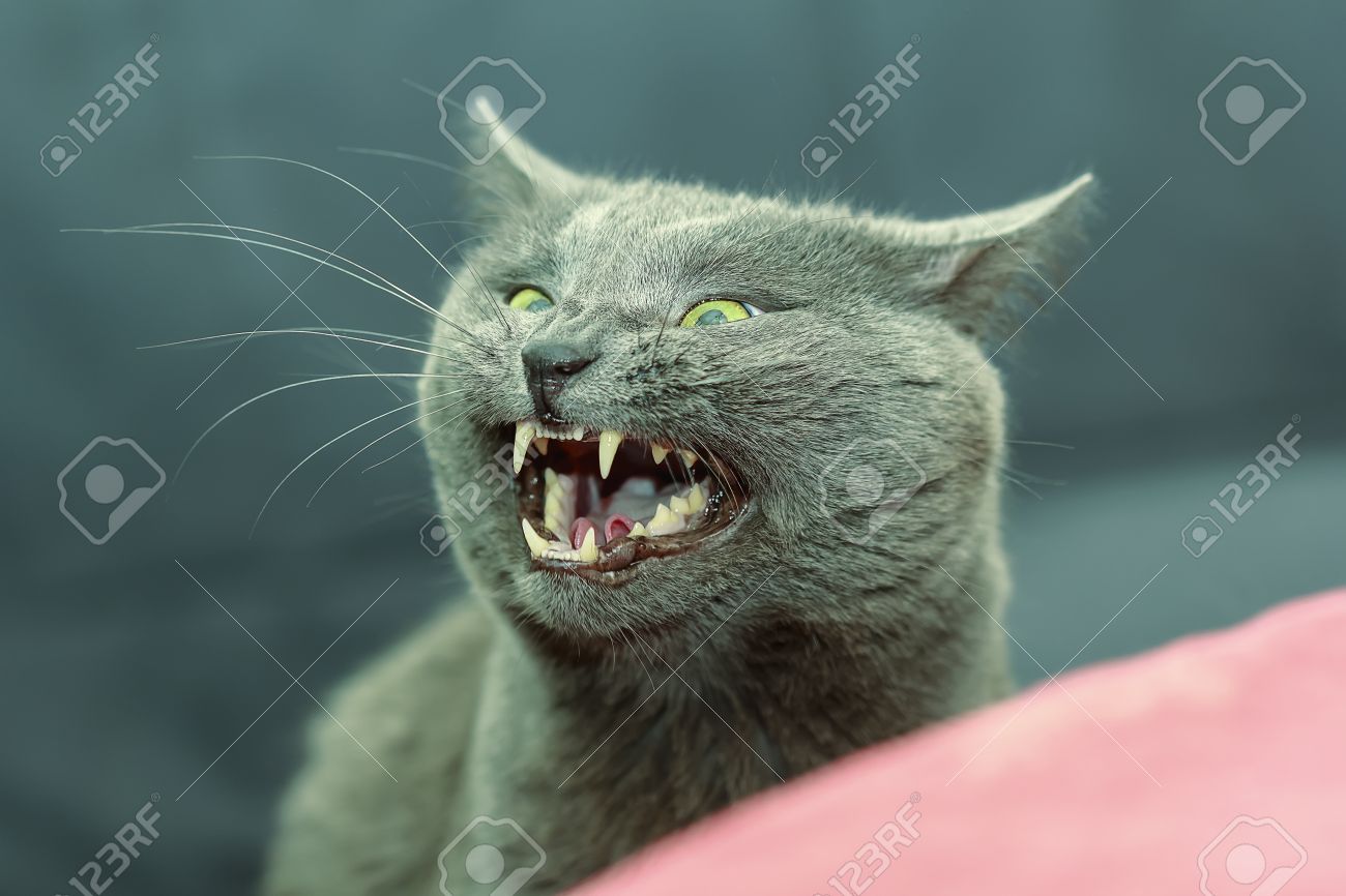 部屋でニヤッと素敵な大きな灰色の猫 の写真素材 画像素材 Image