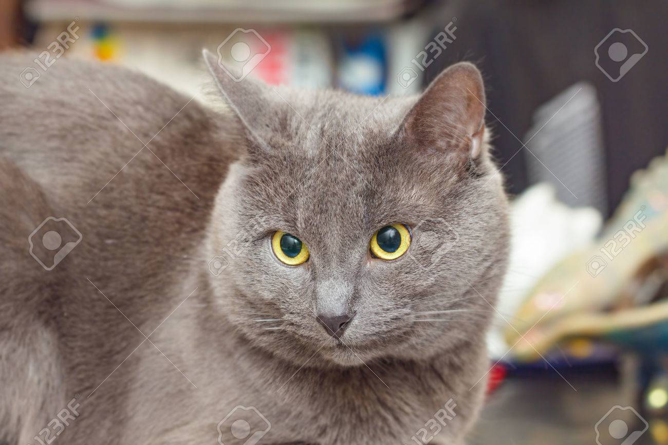 Beau Chat Gris Adulte Avec Des Yeux Jaunes Dans Lincrédulité