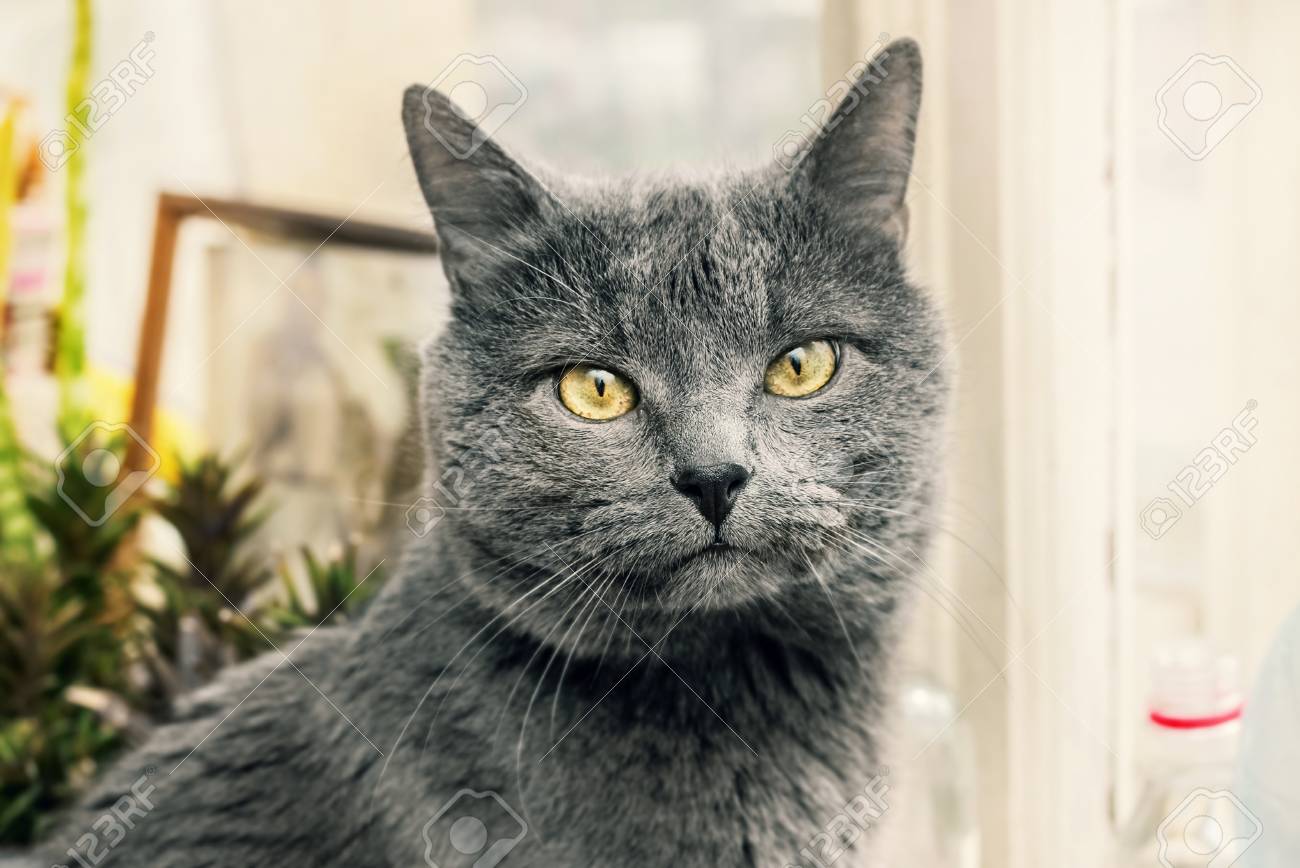 Chat Gris Adulte Avec Un Regard Reflechi Aux Yeux Jaunes Banque D Images Et Photos Libres De Droits Image Chat Gris Adulte Avec Un Regard Reflechi Aux Yeux Jaunes Banque D Images Et Photos Libres De Droits Image