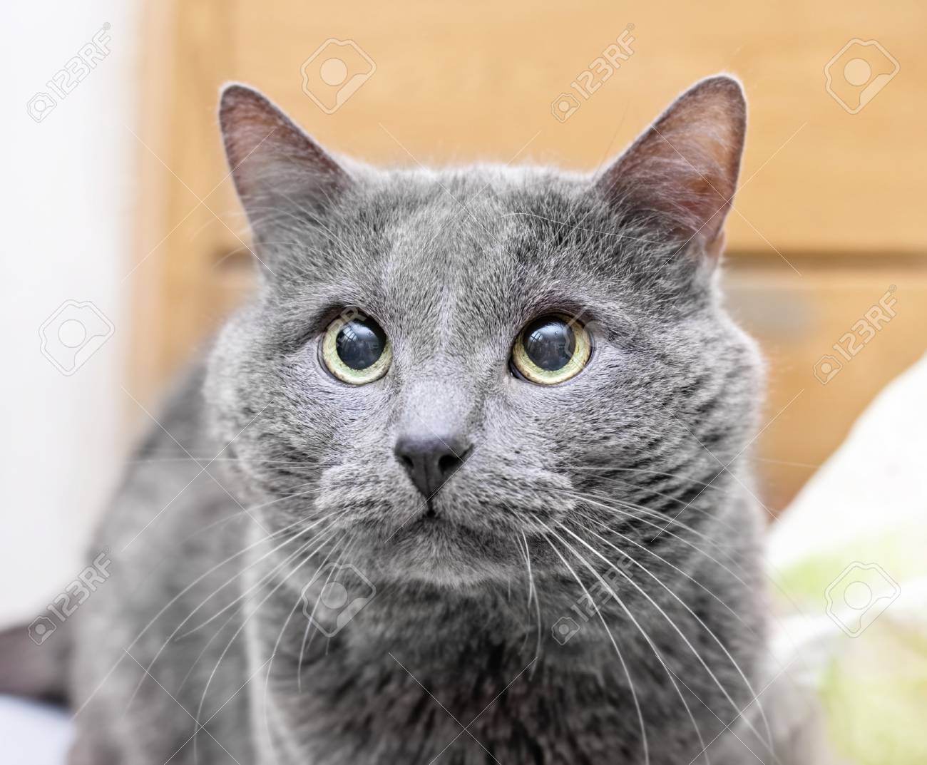 purina dog food chewy