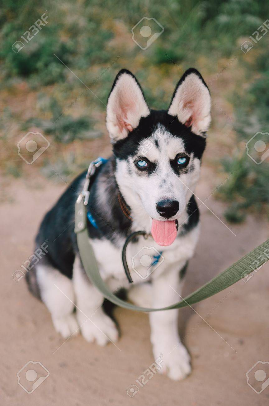 Chien Mignon Chien De Chien Husky Siberien Aux Yeux Bleus Joue A L Exterieur En Plein Air En Ete Banque D Images Et Photos Libres De Droits Image