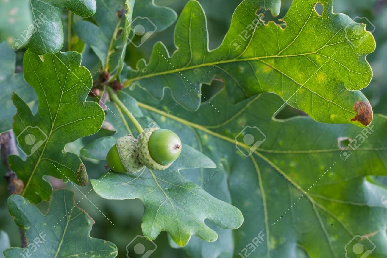 summerどんぐり どんぐりアート♡summerおまかせオブジェ2点