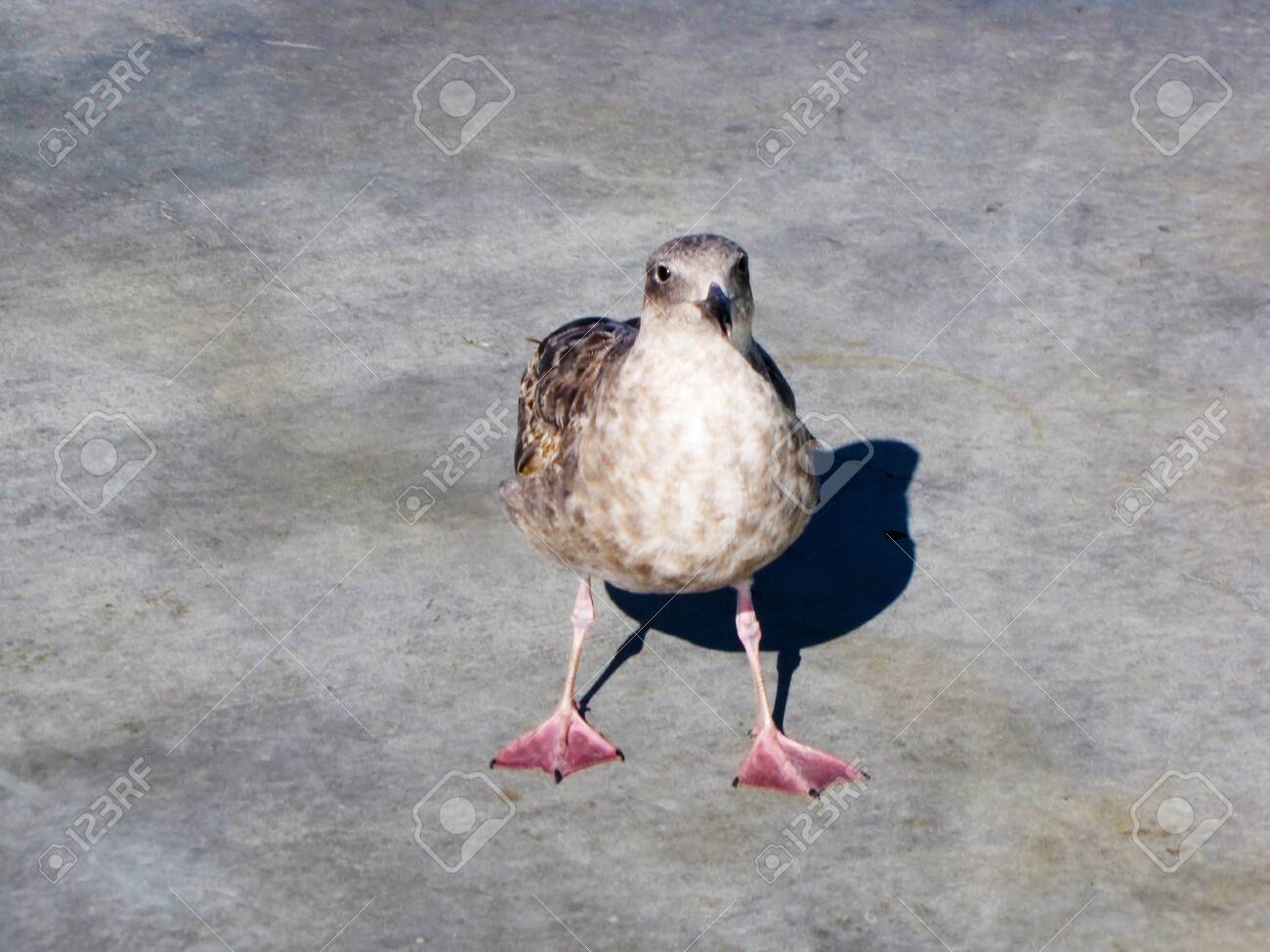 etiam-dictum-ipsum-a-felis