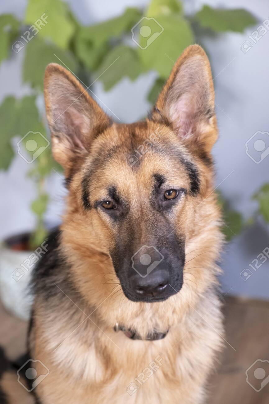 dog house for sale craigslist