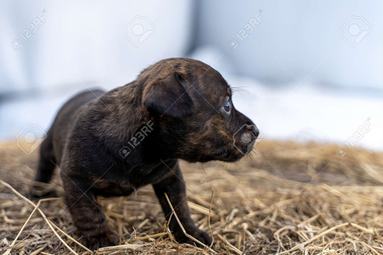 One Month Old Brindle Jack Russell Stands On A Pack Of Hay. Out For The  First Time, Animal Themes, Selective Focus, Blur. Stock Photo, Picture and  Royalty Free Image. Image 179900318., image size:1300x867