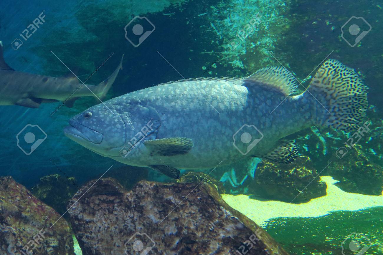 3 メートル以上の最大の骨の多い魚タマカイ標本が大きい。彼は 