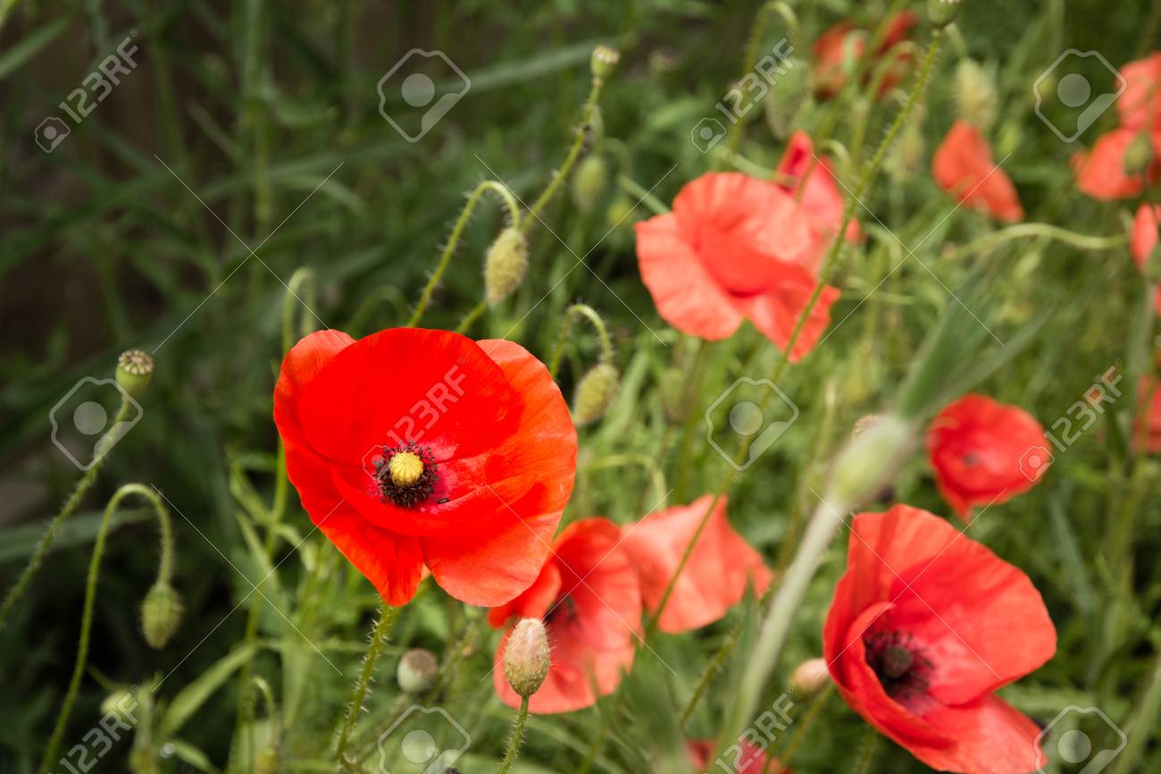 Poppy Wildflowers Close Up View Of The English Poppy Wildflower - 