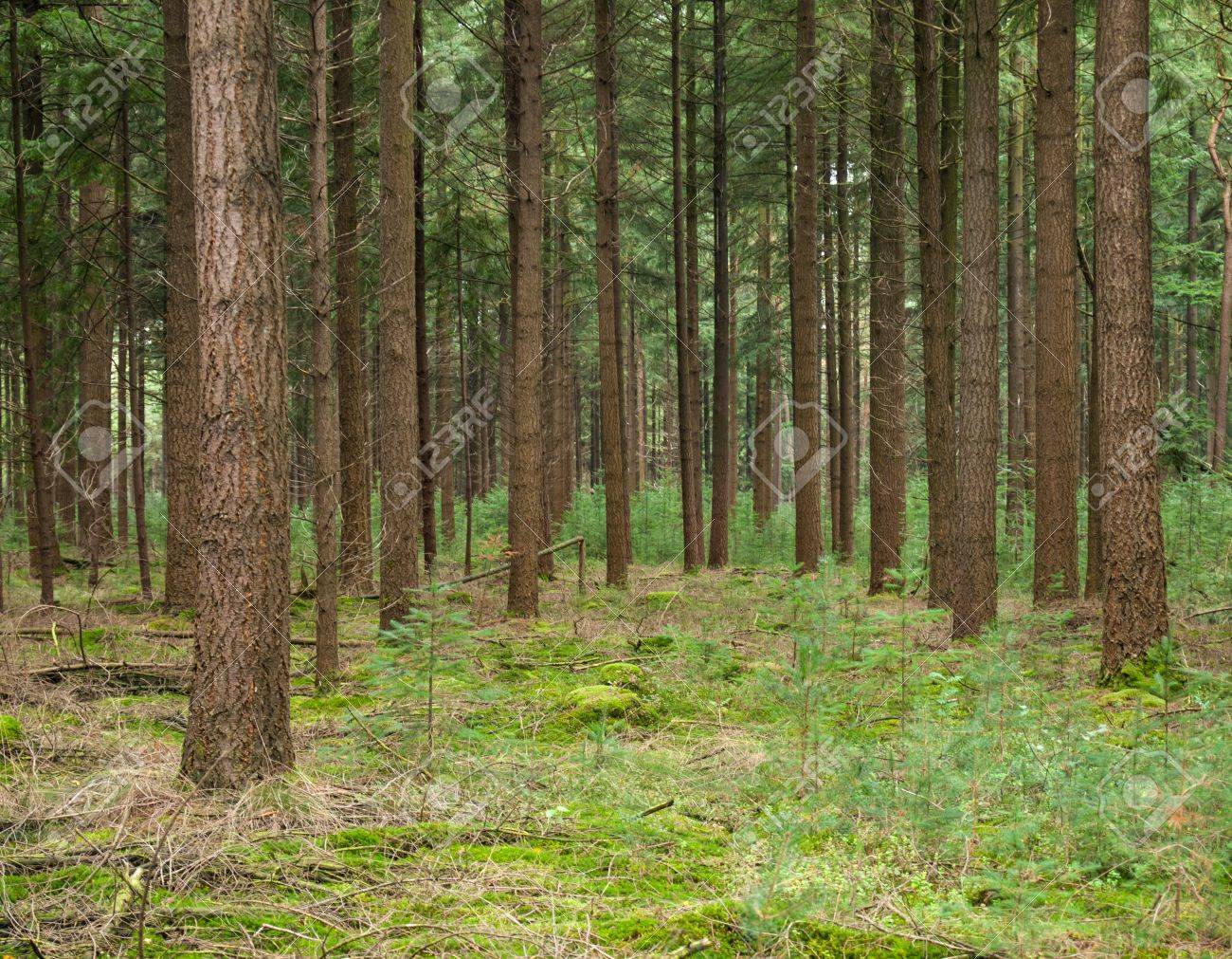 Tree Strunks And Forest Floor In A Pine Forest Stock Photo Picture And Royalty Free Image Image Tree Strunks And Forest Floor In A Pine Forest Stock Photo Picture And Royalty Free Image Image
