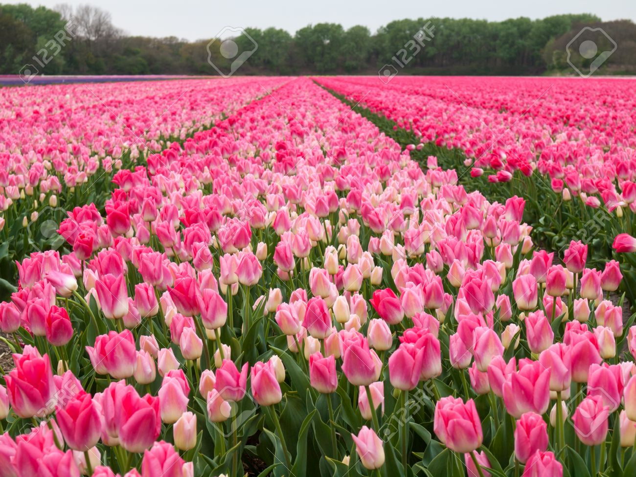 春にピンクのチューリップの行を持つオランダの花畑 の写真素材 画像素材 Image