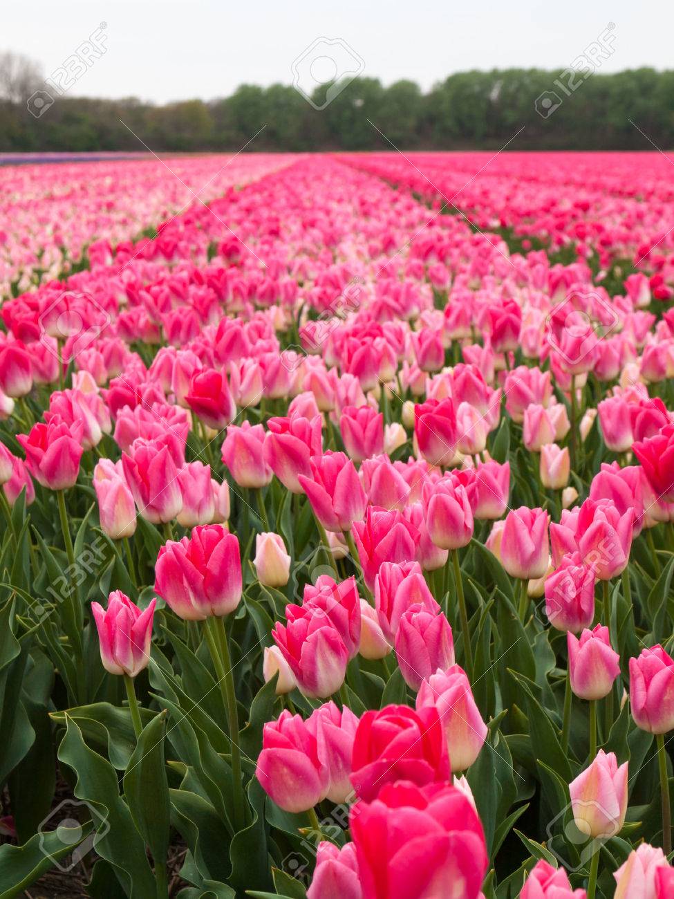 春にピンクのチューリップの行を持つオランダの花畑 の写真素材 画像素材 Image