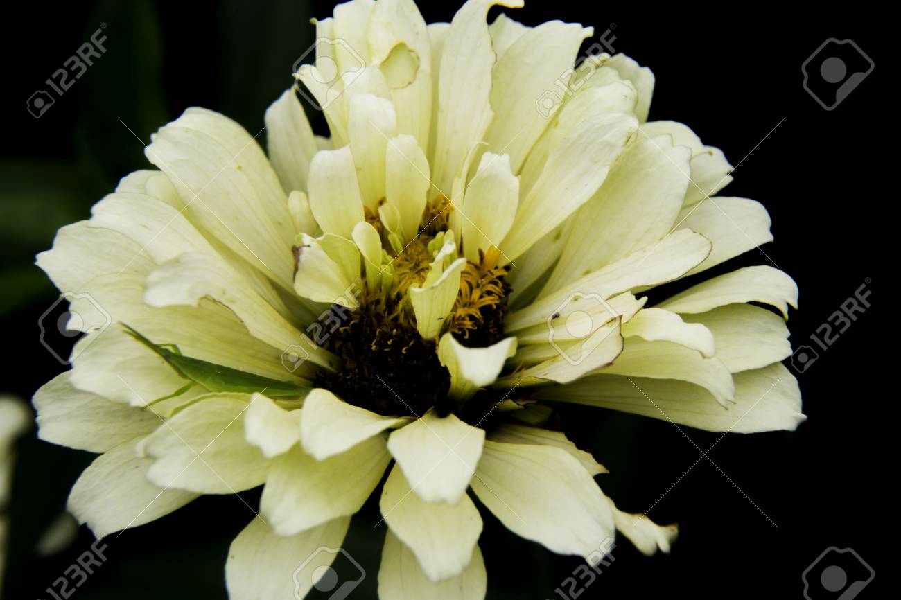 Download A Close Up Shot Of Pale Yellow Flowers On The Edge Of A Small Stock Photo Picture And Royalty Free Image Image 84956451 Yellowimages Mockups