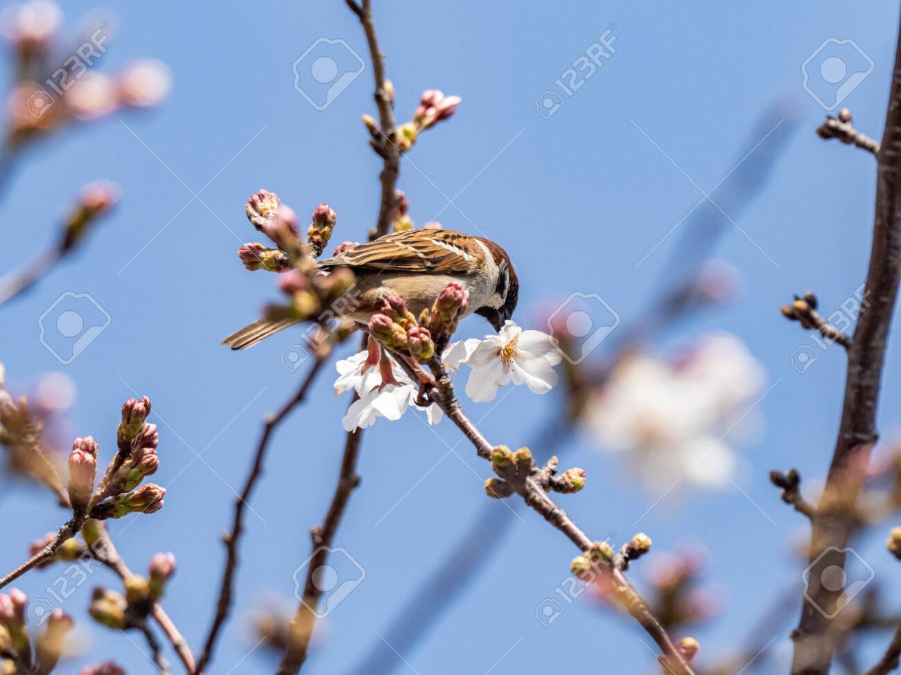 【フィンチ用】梅と桜のフィンチTree バードスタンド フィンチ用】梅と桜のフィンチTree バードスタンド
