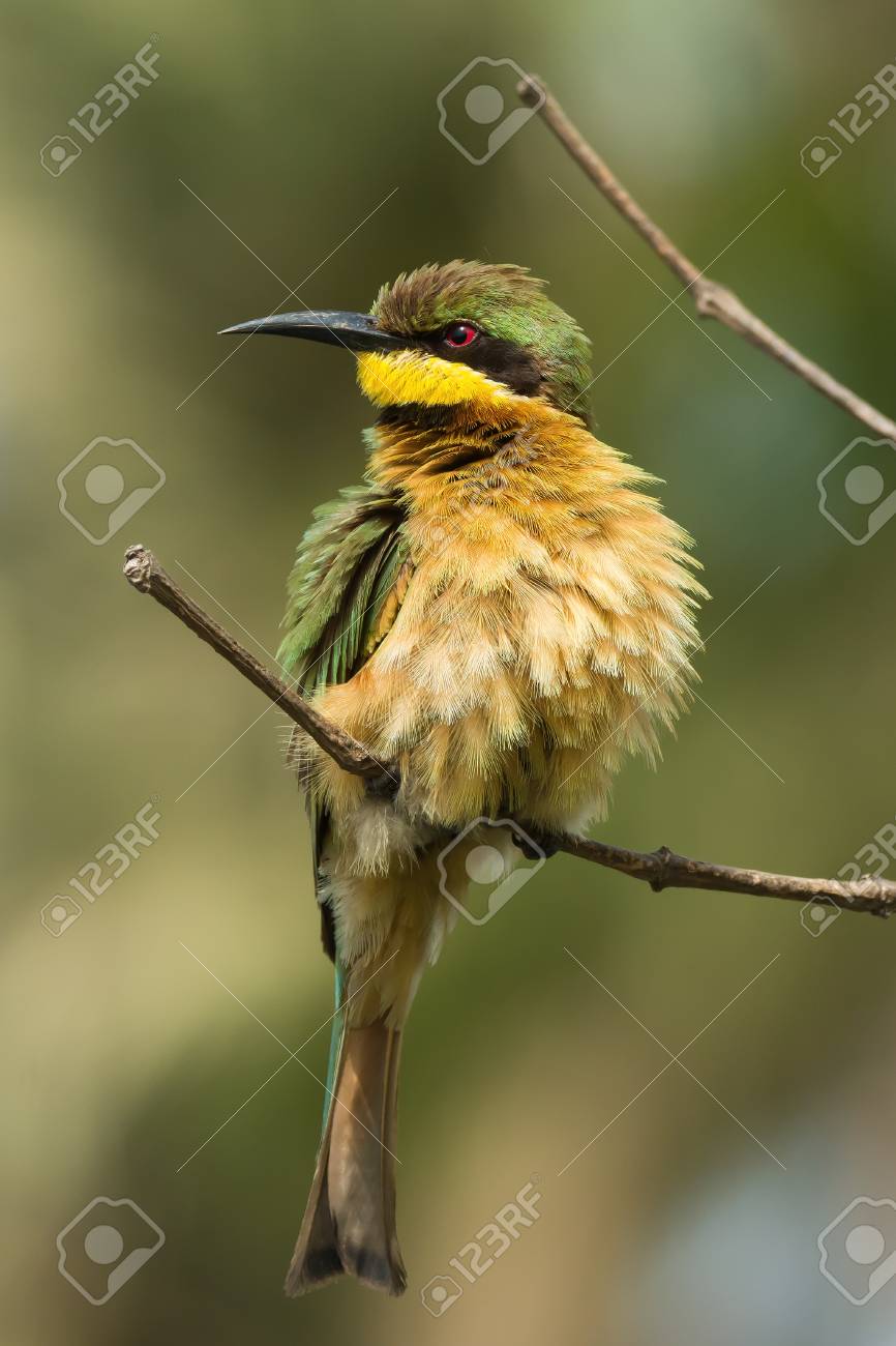 etiam-dictum-ipsum-a-felis