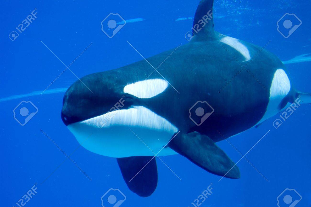 それとしてシャチのクローズ アップは水中に泳ぐ の写真素材 画像素材 Image