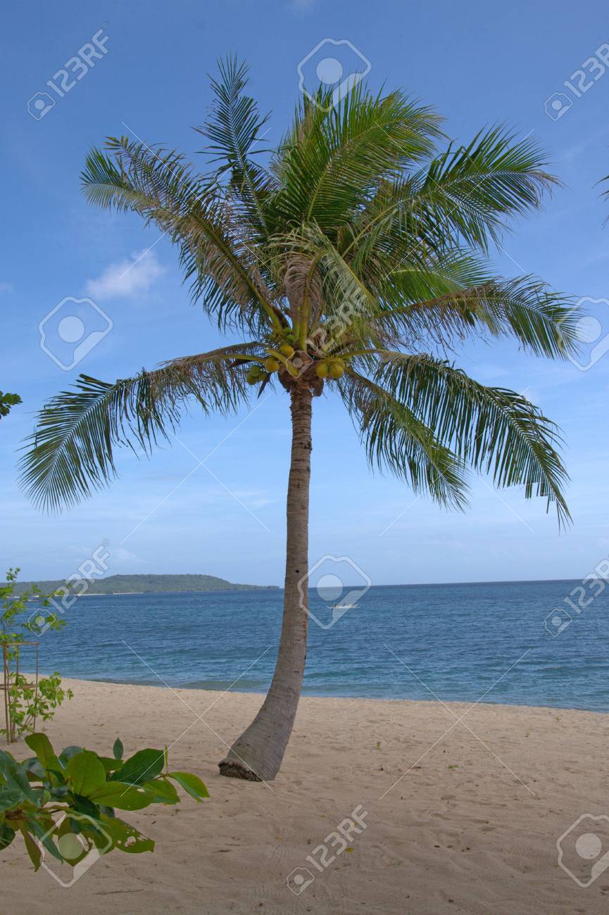 フィリピンのビーチでヤシの木 の写真素材 画像素材 Image フィリピンのビーチでヤシの木 の写真素材 画像素材 Image