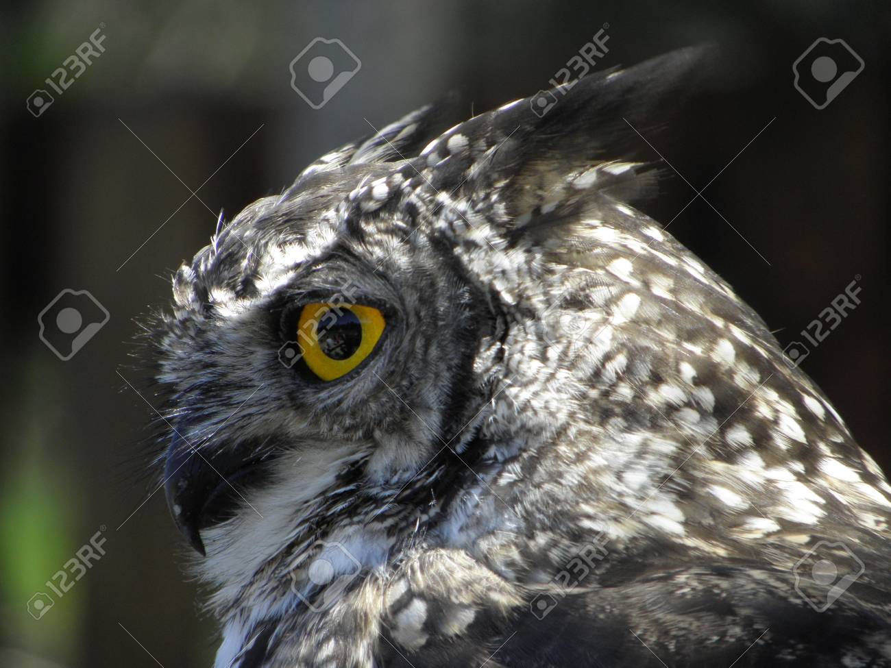 etiam-dictum-ipsum-a-felis