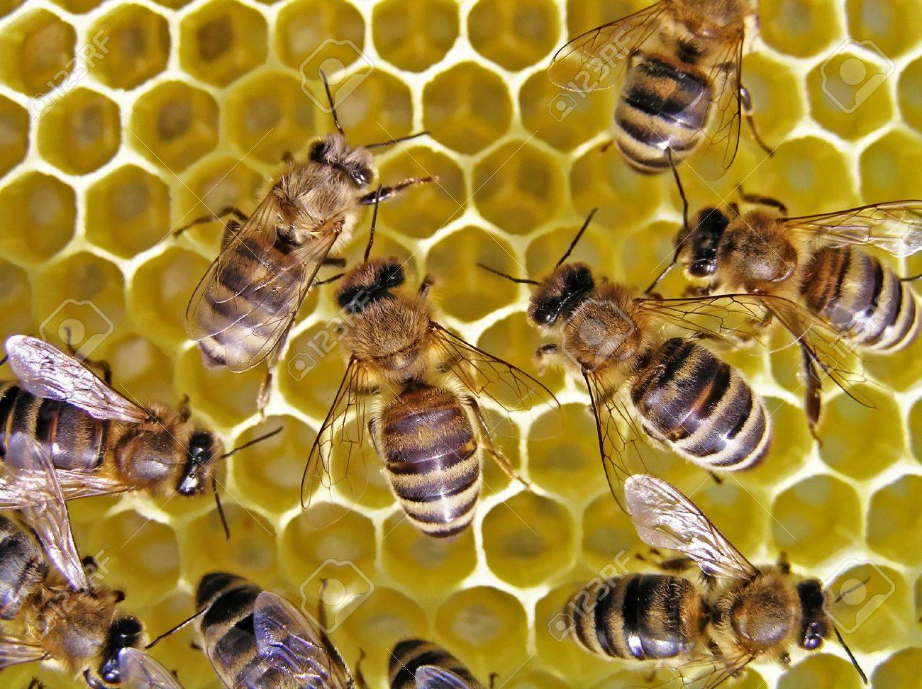Young bees grow honeycombs on the scope of beehive. - 4292838 Young bees grow honeycombs on the scope of beehive. - 4292838