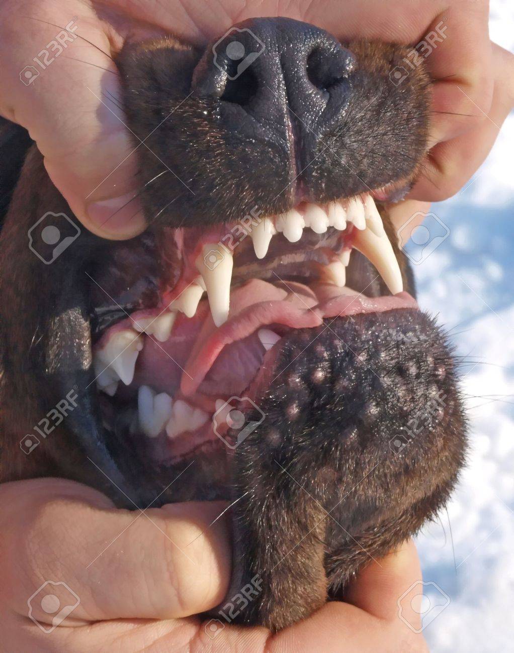 Procedure of survey of a teeth of a dog during an exhibition. - 4631112 Procedure of survey of a teeth of a dog during an exhibition. - 4631112