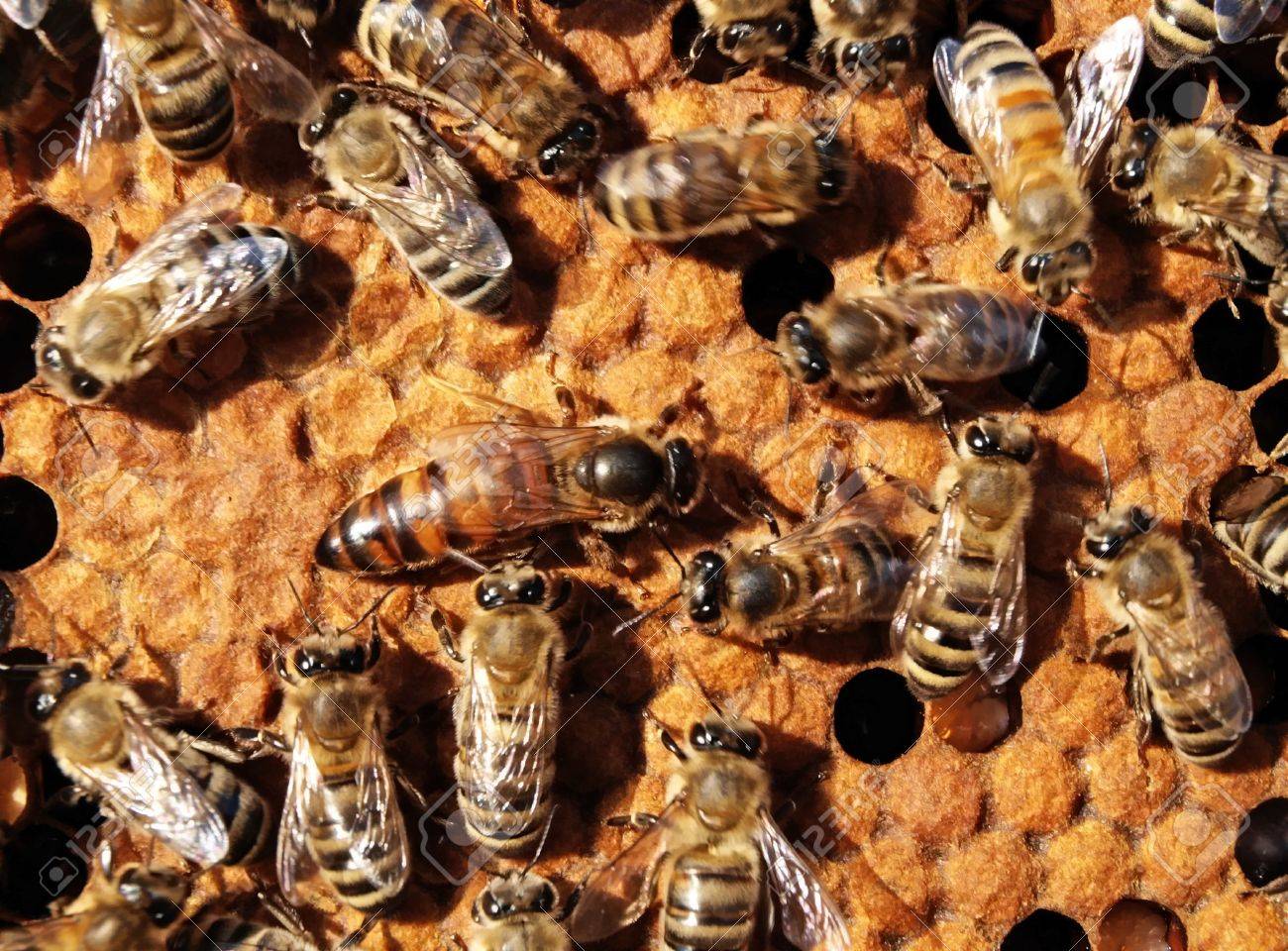 The queen bee searches for the blank cells to postpone in them eggs. - 4930796 The queen bee searches for the blank cells to postpone in them eggs. - 4930796