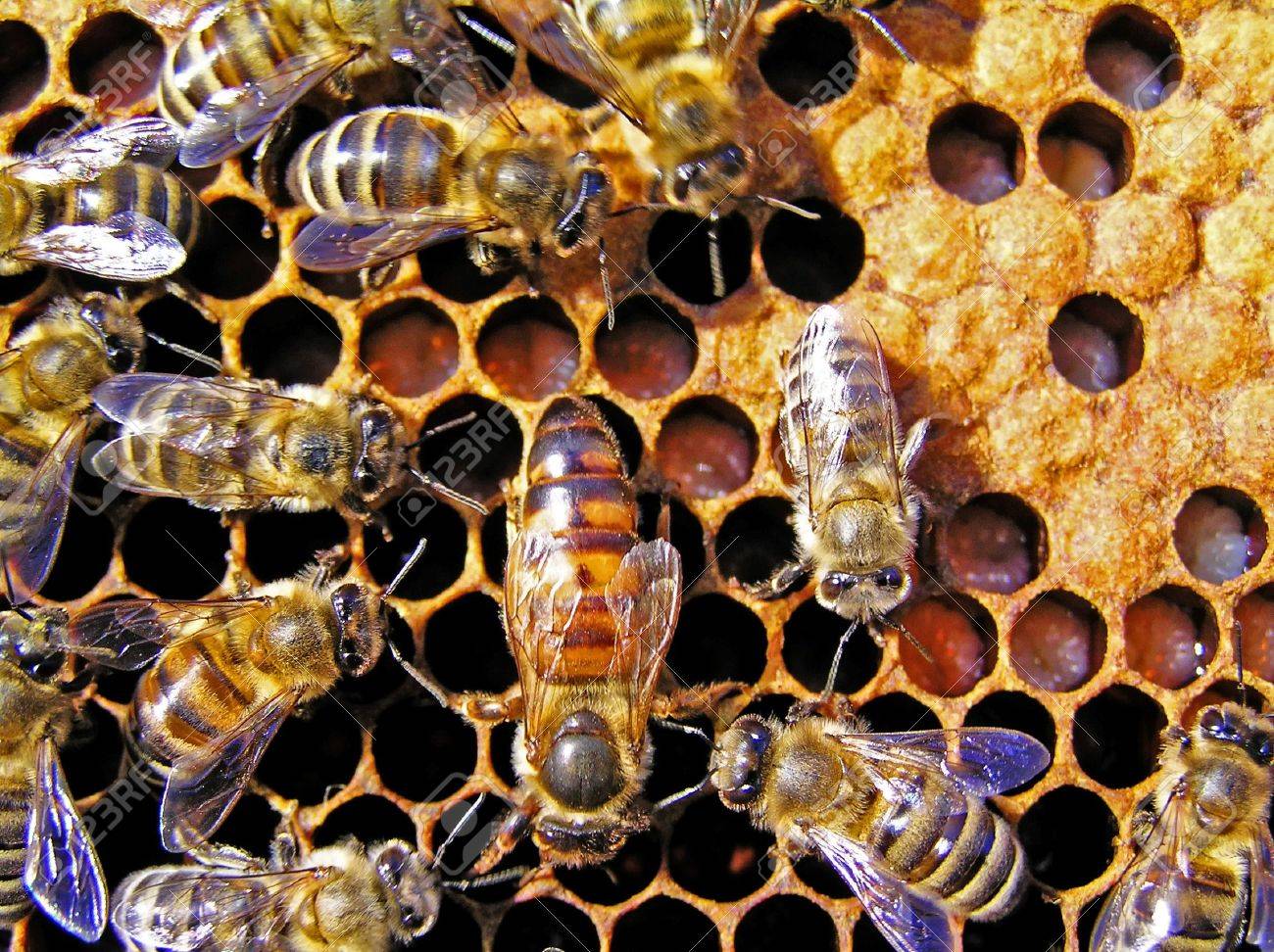 The queen bee searches for the blank cells to postpone in them eggs. - 4930794 The queen bee searches for the blank cells to postpone in them eggs. - 4930794