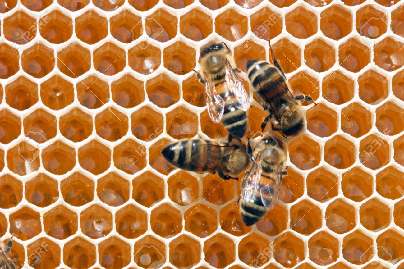 To 12 days young bees constantly work in a beehive. - 5760746 To 12 days young bees constantly work in a beehive. - 5760746