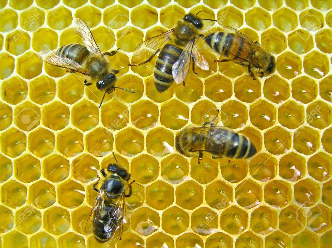 The bees make the nectar into honey. They recruited him into the body and enrich the enzymes. - 7467953 The bees make the nectar into honey. They recruited him into the body and enrich the enzymes. - 7467953